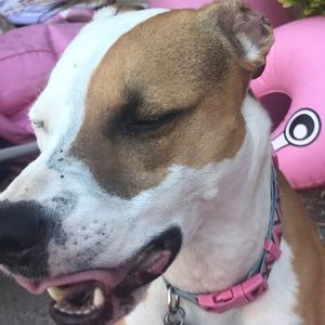 Meet your Posher, Mia